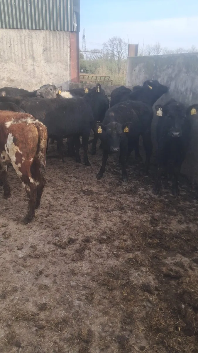 Angus, Hereford and Belgium blue - Image 4