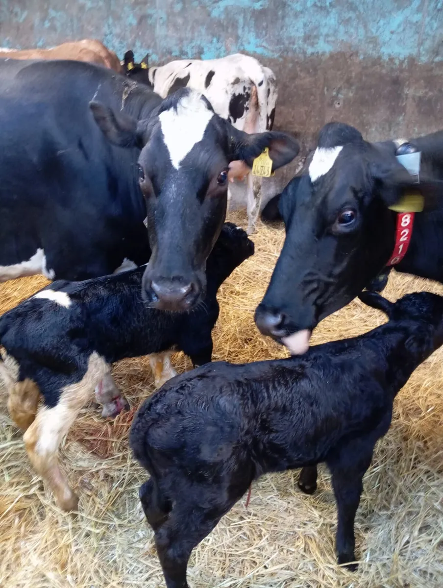 Cow's to rear calves