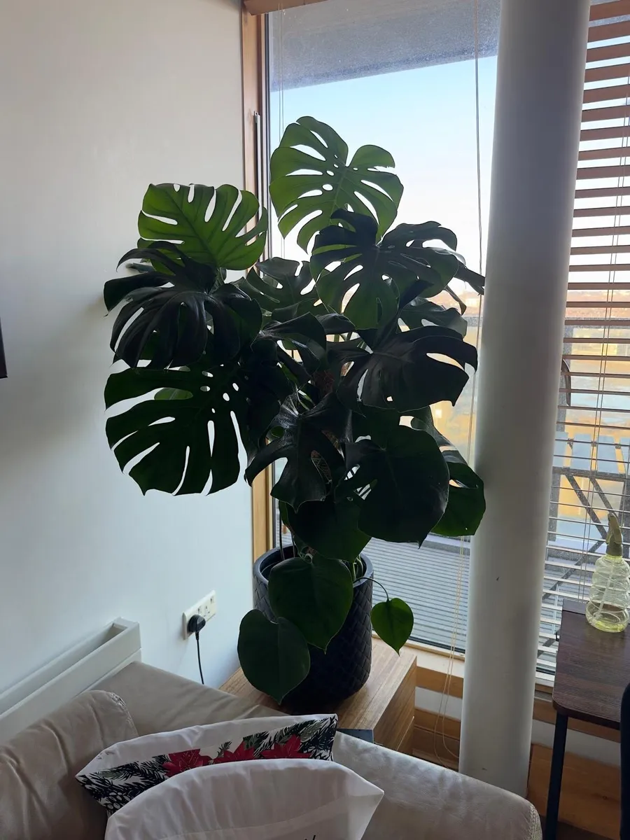 Monstera deliciosa - Image 1