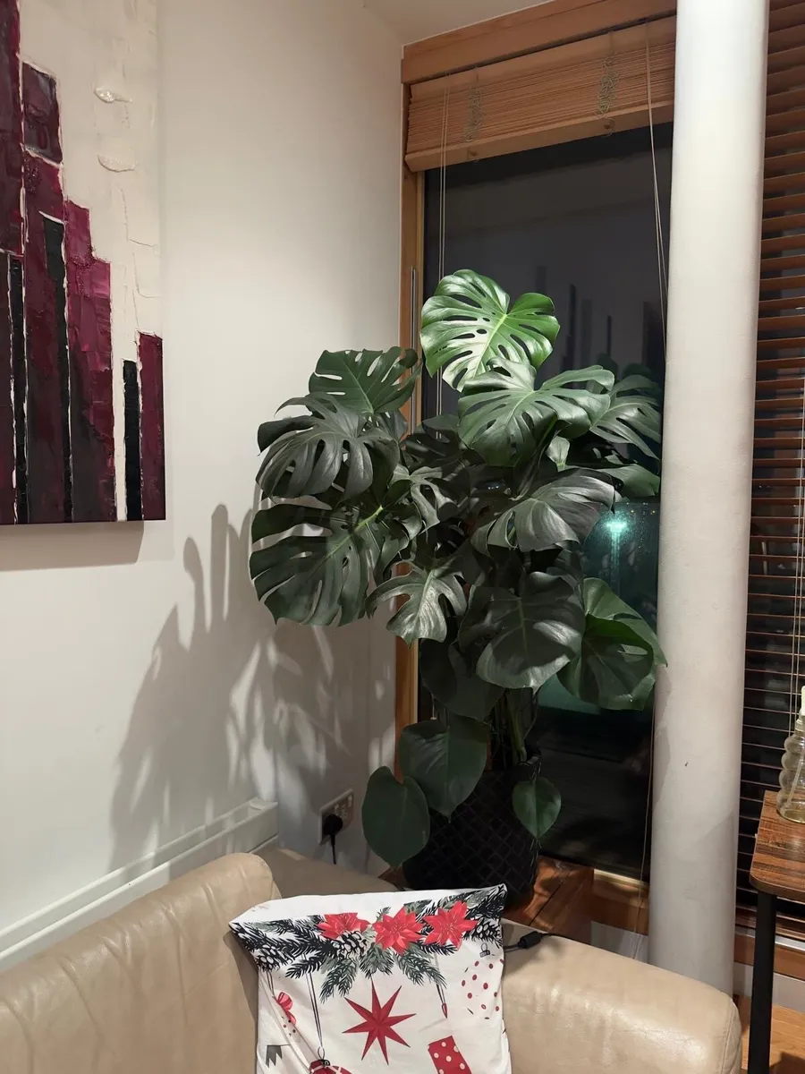 Monstera deliciosa - Image 2