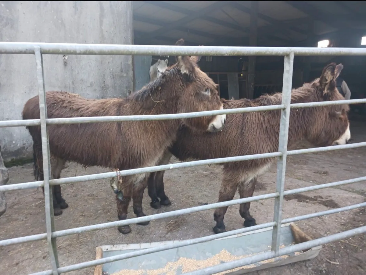 Female Donkeys - Image 1