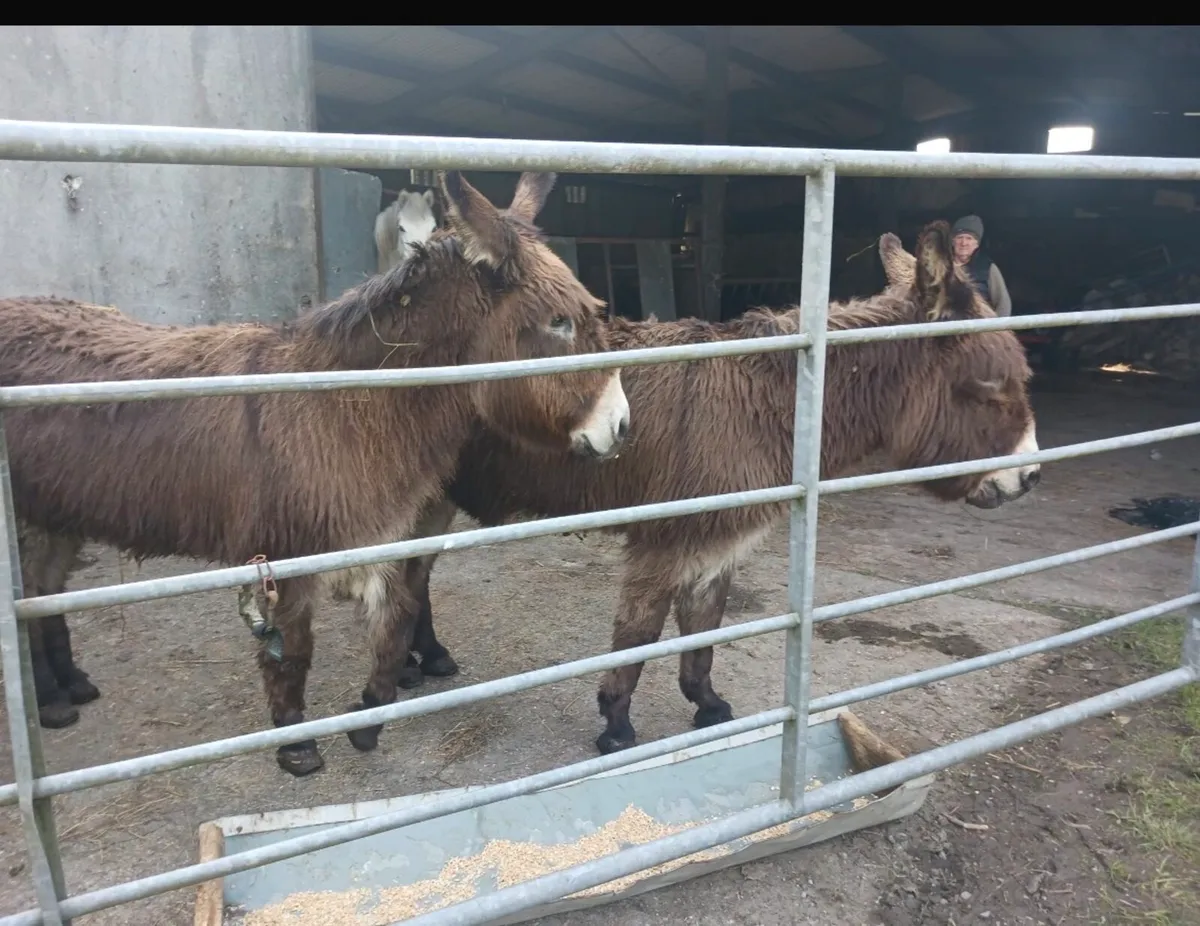 Female Donkeys - Image 2