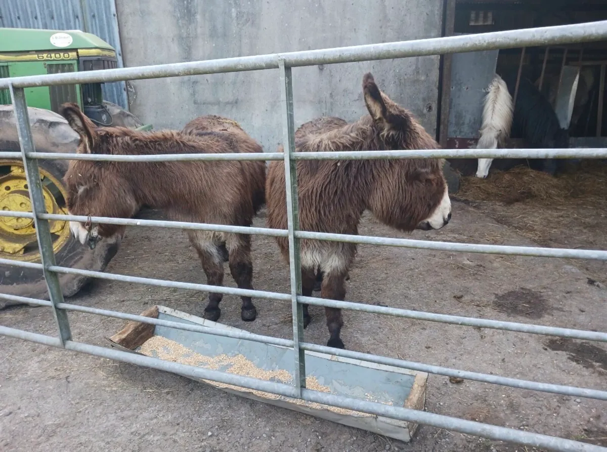 Female Donkeys - Image 3