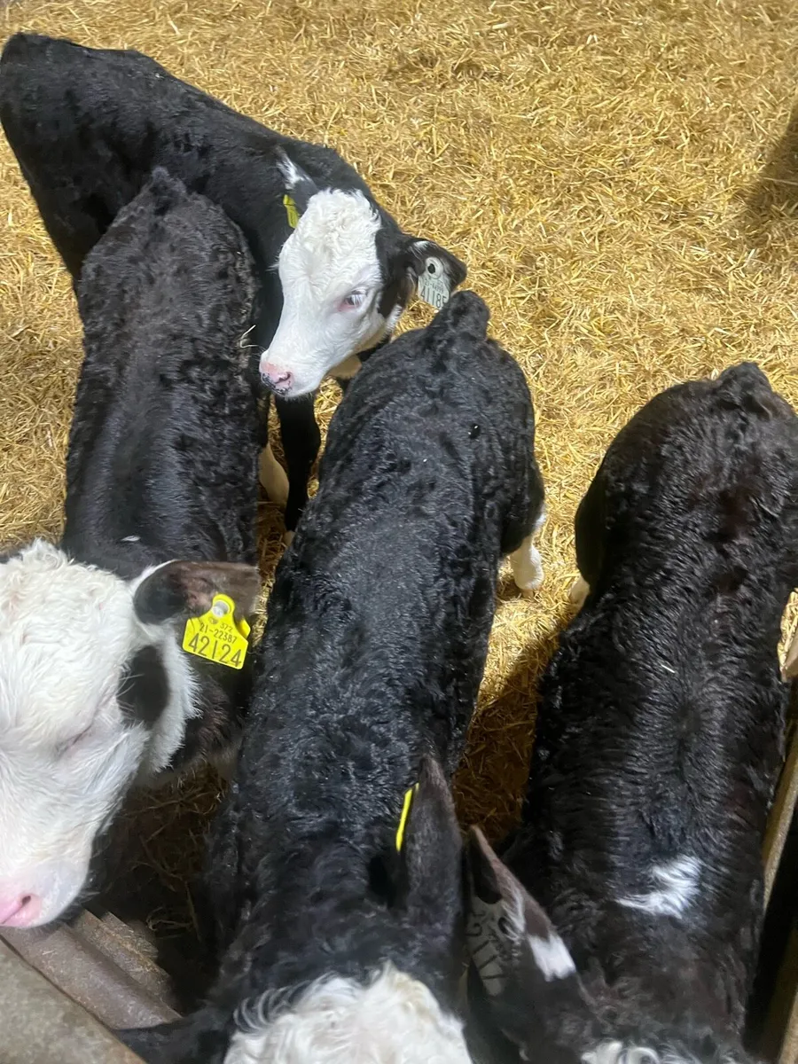 Strong Bl WH heifer calfs for sale - Image 1