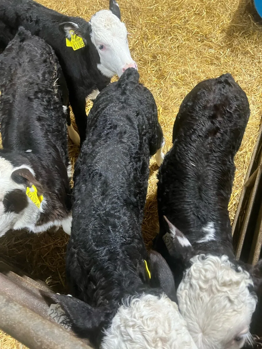 Strong Bl WH heifer calfs for sale - Image 2