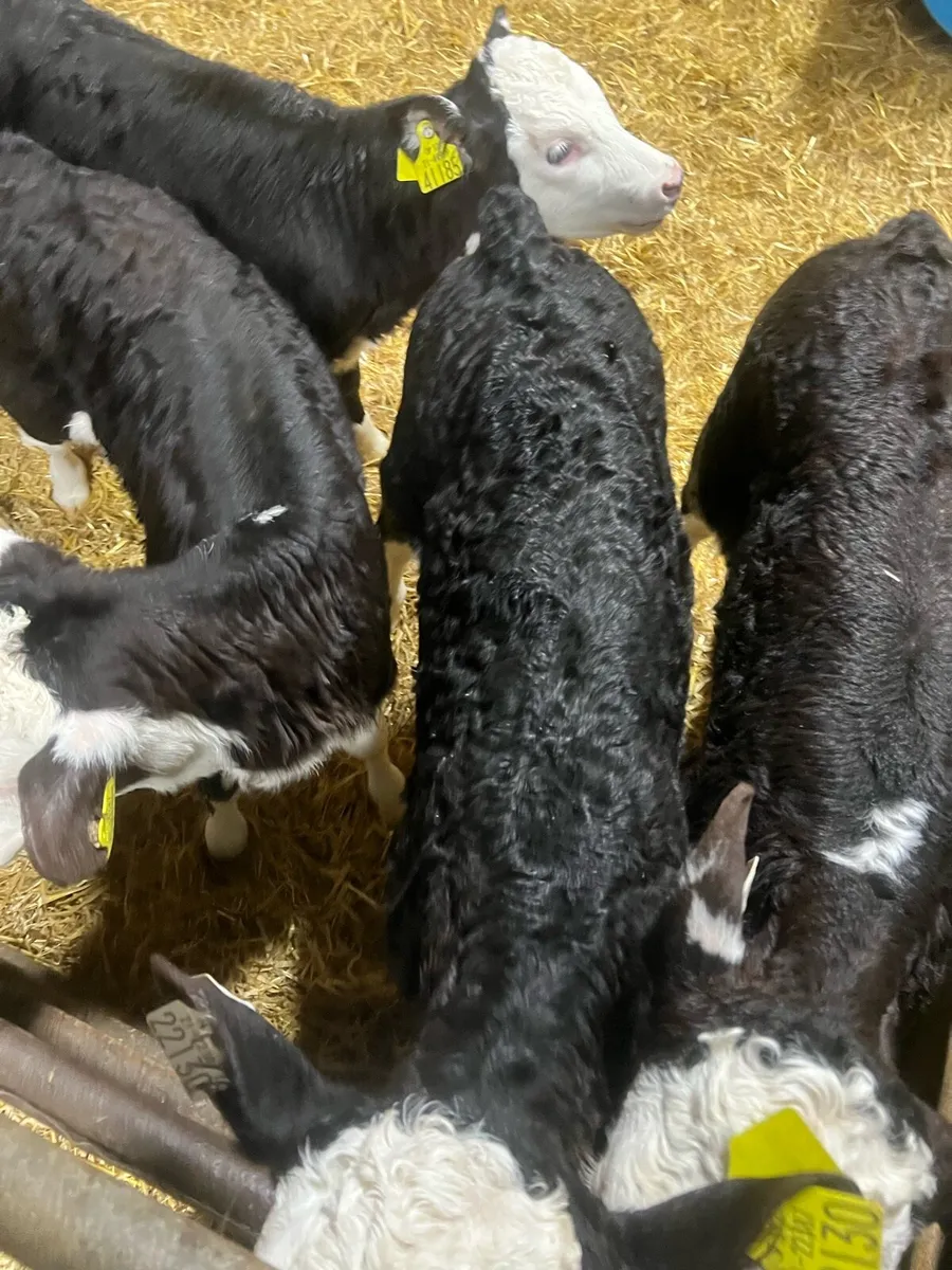 Strong Bl WH heifer calfs for sale - Image 3