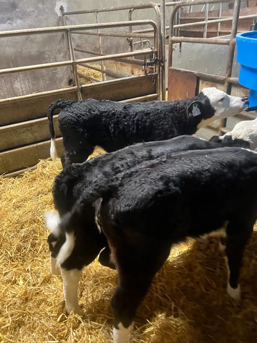 Strong Bl WH heifer calfs for sale - Image 4