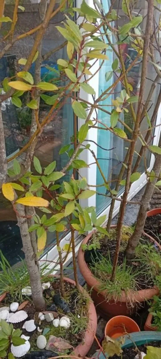 Mature 10-Year-Old Bay Trees for Sale