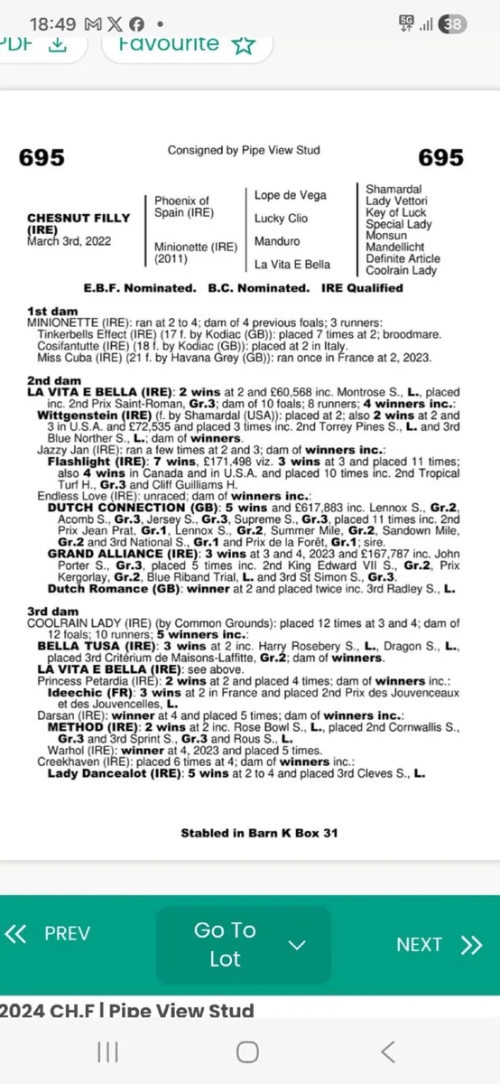 Thoroughbred Filly - Image 2