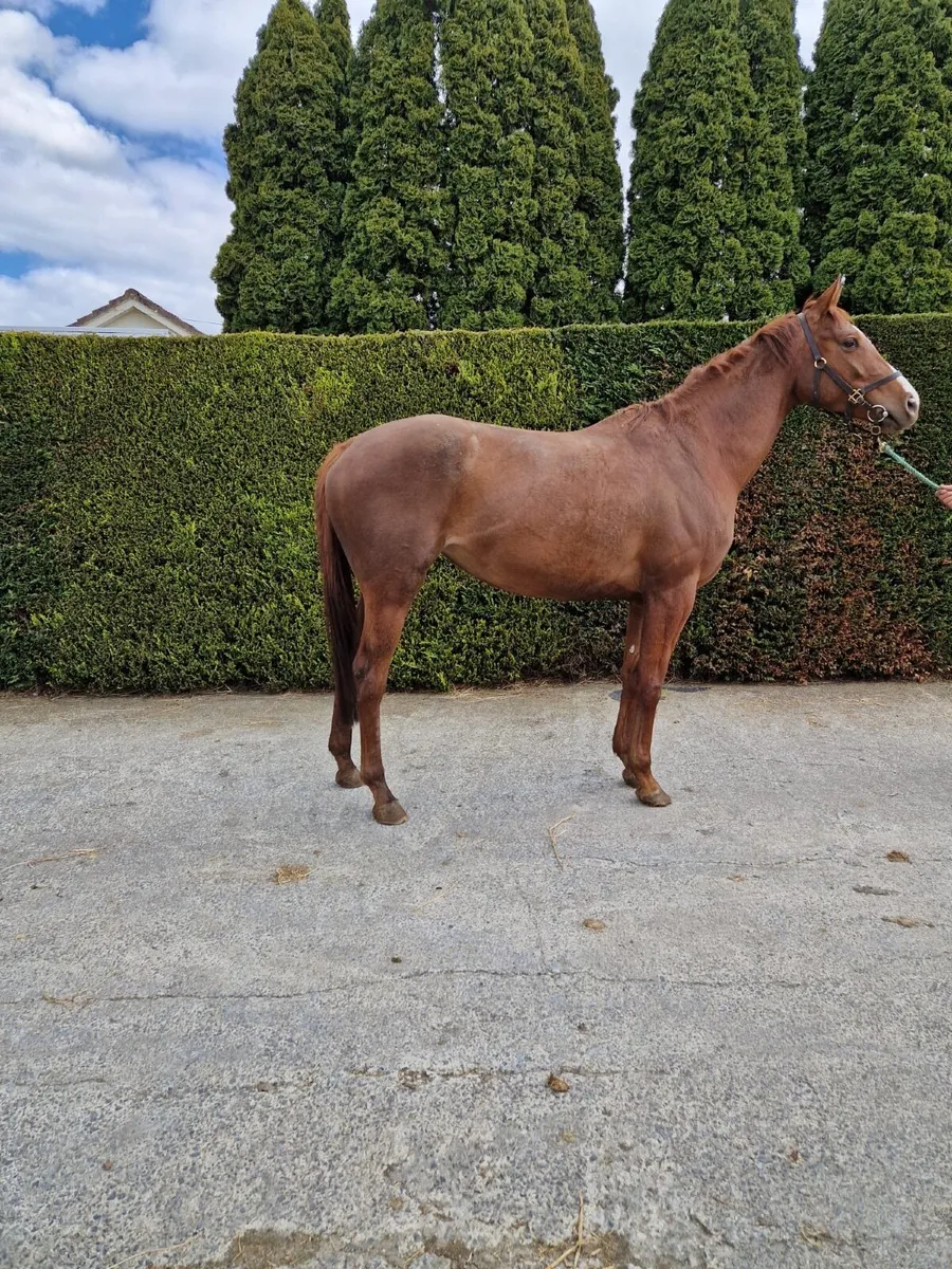 Thoroughbred Filly - Image 1