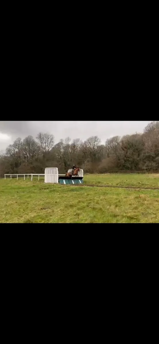 Thoroughbred Filly - Image 3