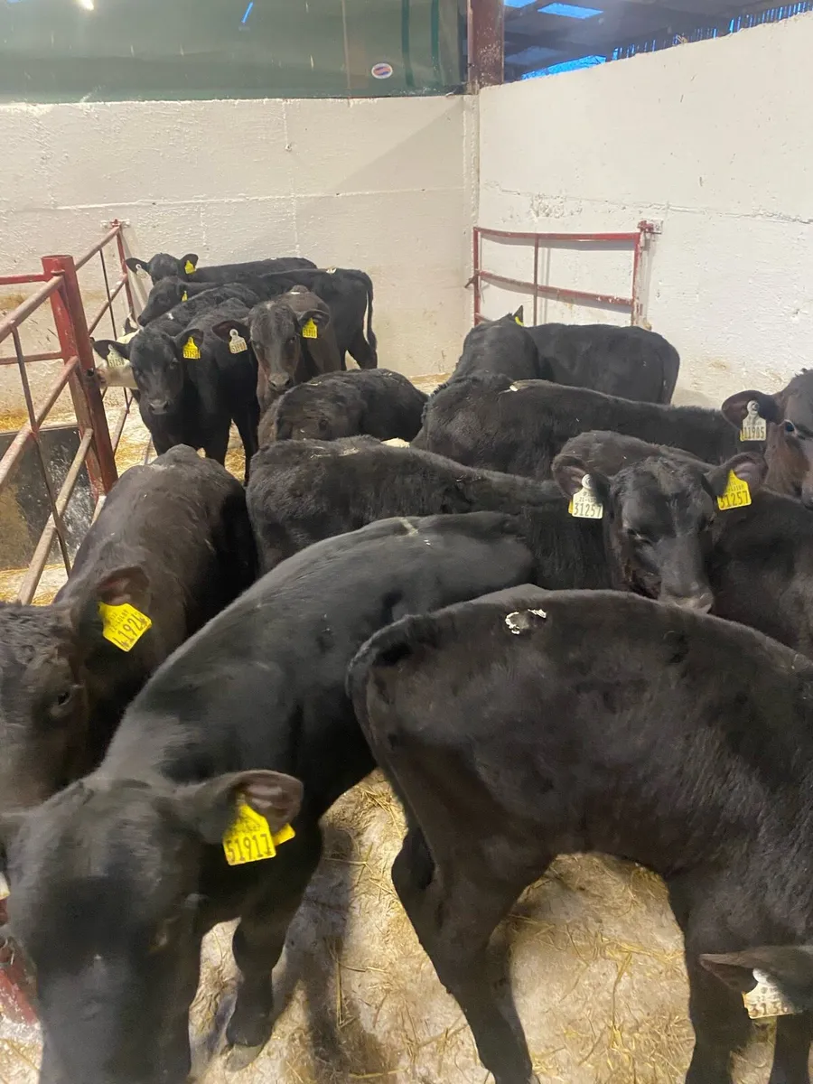 16 Reared Bull Calves - Image 1
