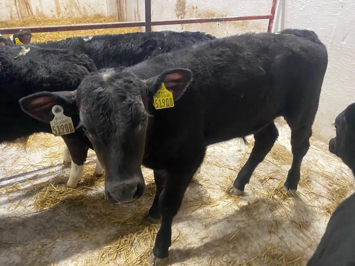 16 Reared Bull Calves - Image 3