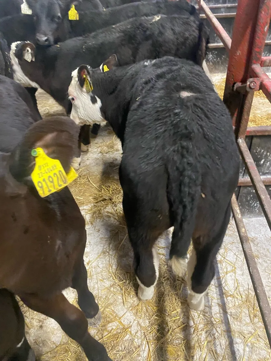 16 Reared Bull Calves - Image 4