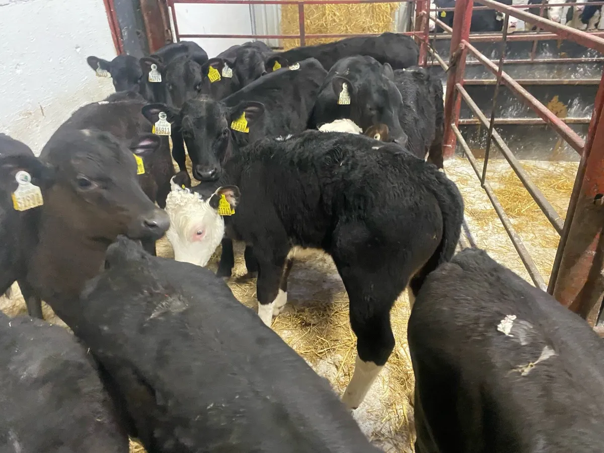 16 Reared Bull Calves - Image 2