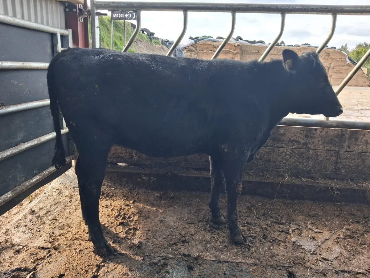 Beef cattle - Image 1