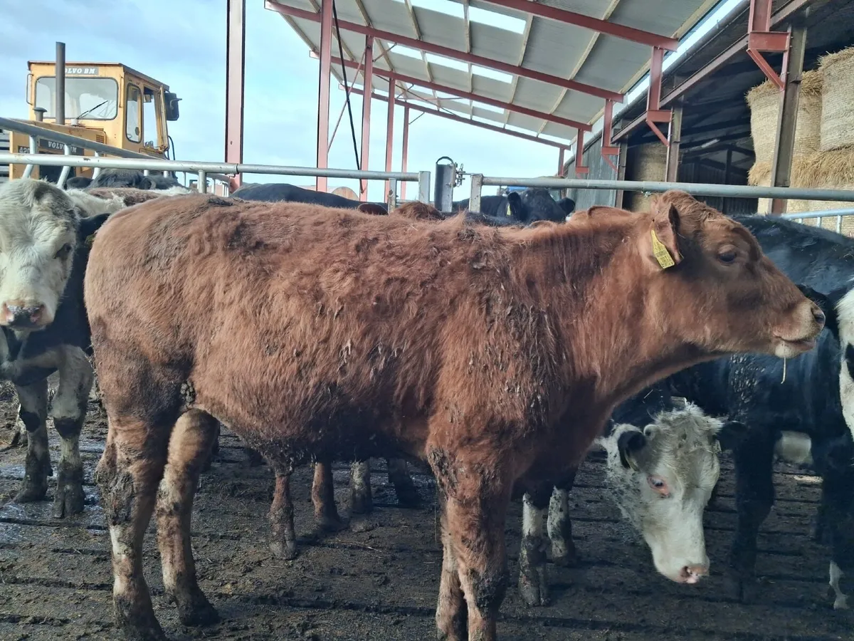 Beef cattle - Image 2