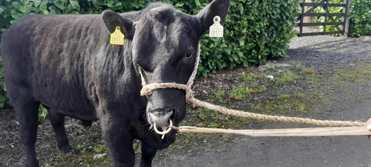 Angus bulls - Image 4