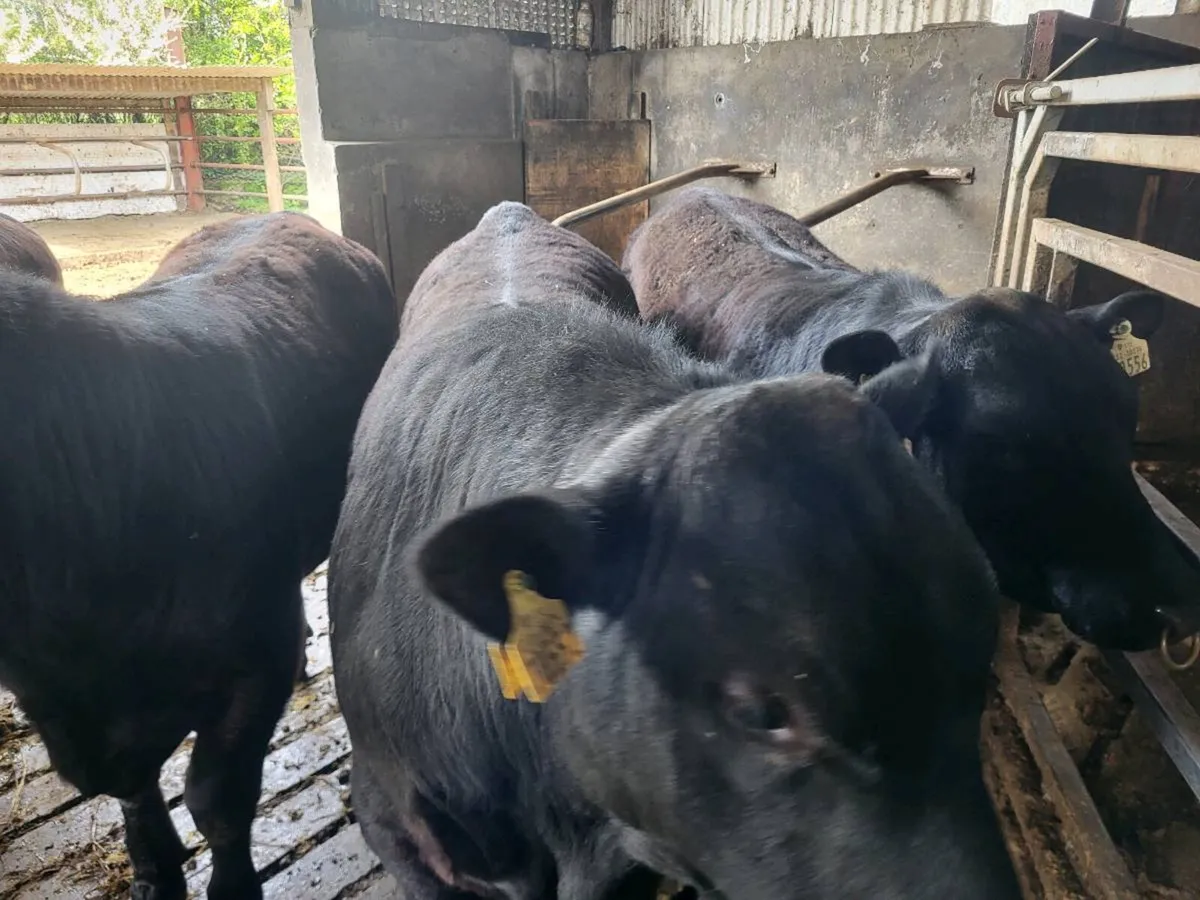 Angus bulls - Image 3