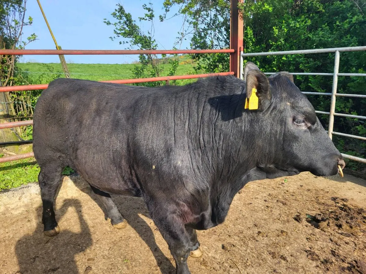 Angus bulls - Image 1