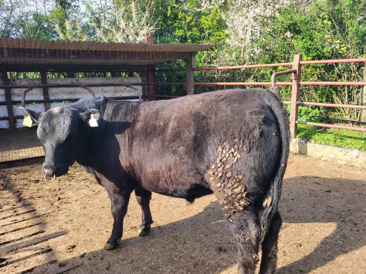 Angus bulls - Image 2