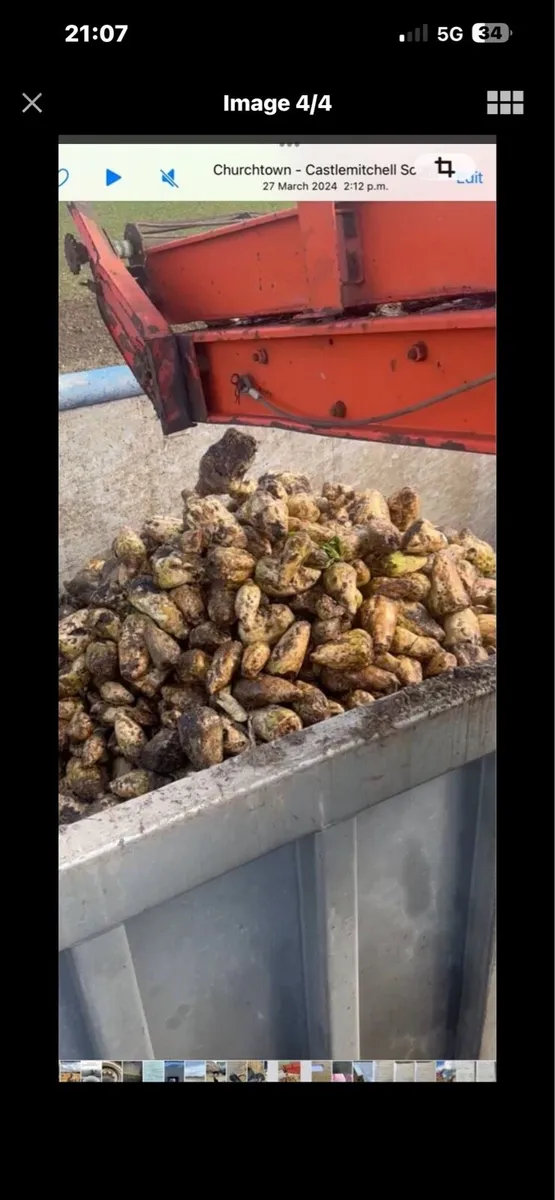 Beet maize - Image 1