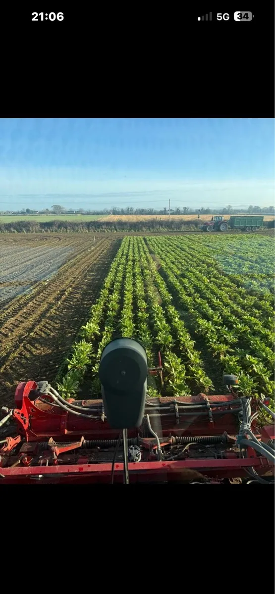 Beet maize - Image 2