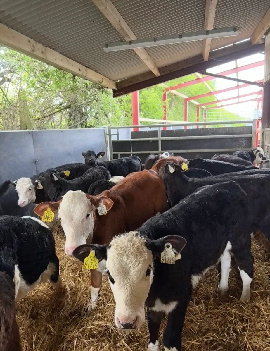 20 super fully reared 3 month old heifers - Image 1