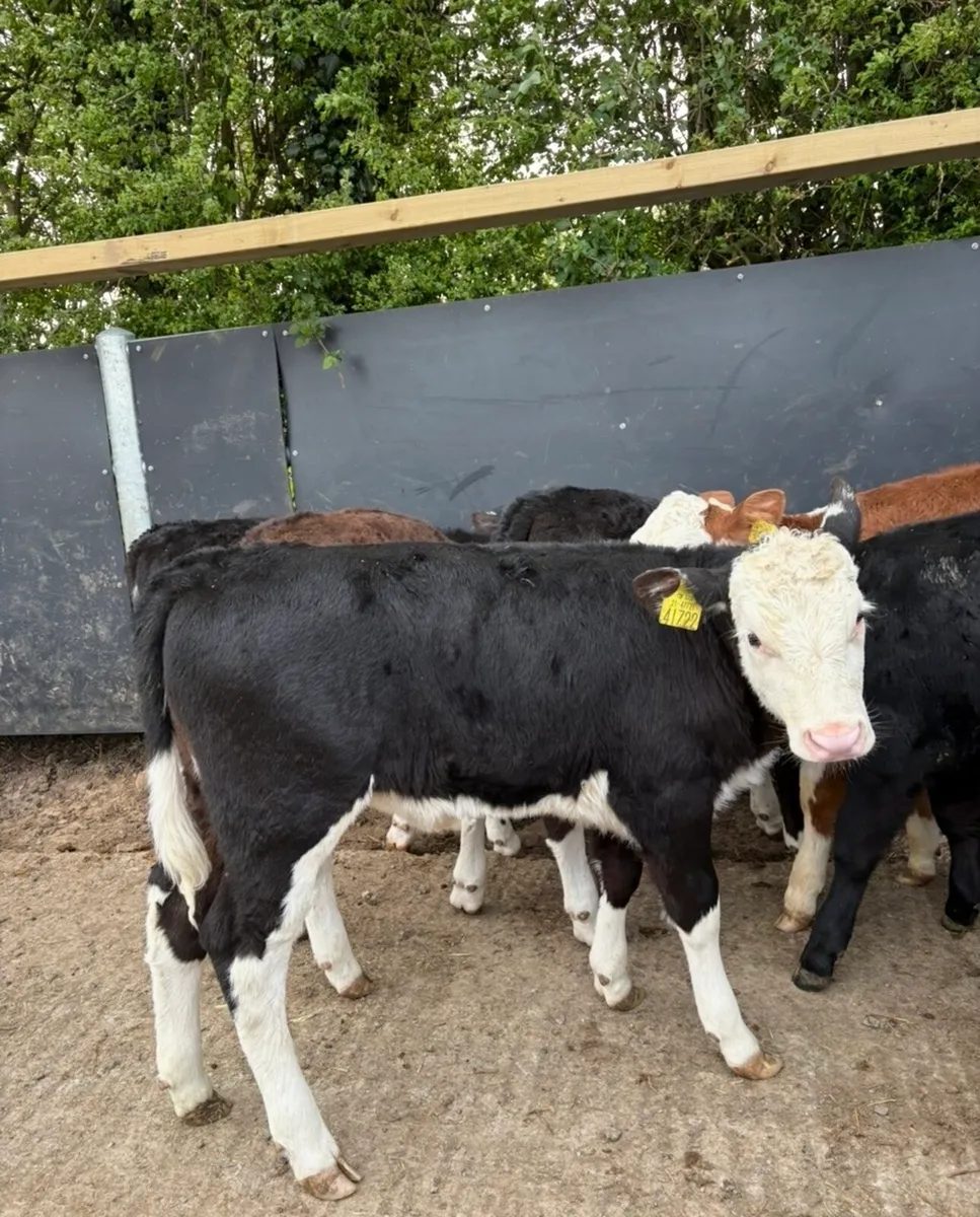 20 super fully reared 3 month old heifers - Image 2