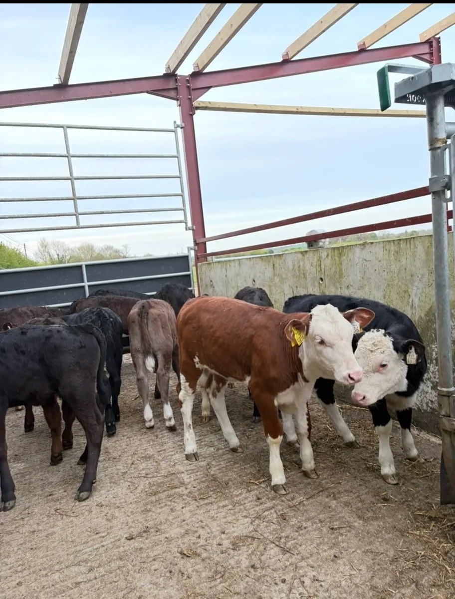 20 super fully reared 3 month old heifers - Image 3