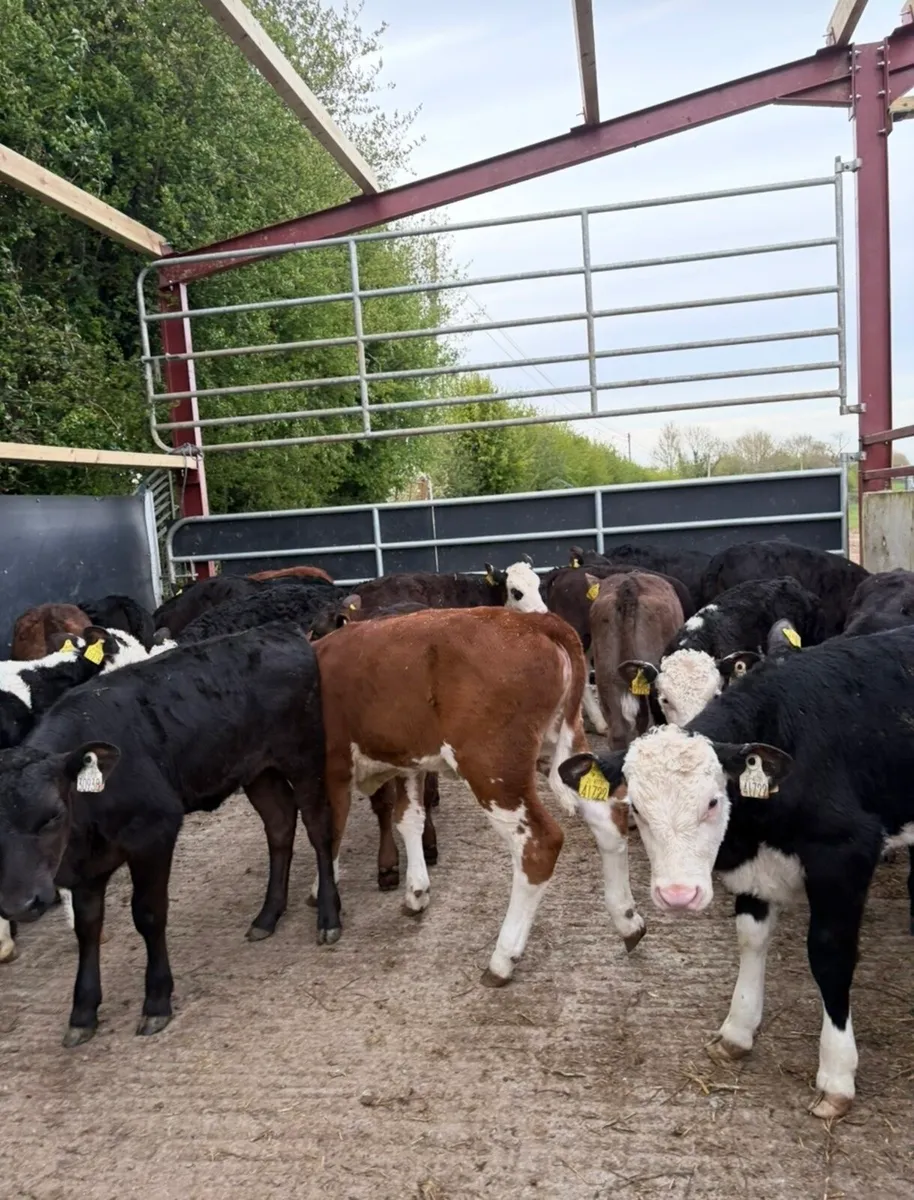 20 super fully reared 3 month old heifers - Image 4