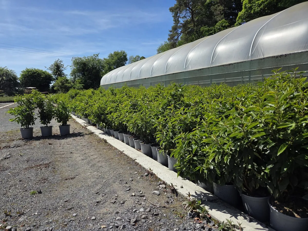 Portuguese Laurel Hedging 3ltr pots 40-60cm - Image 1