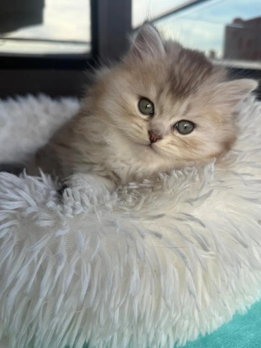 Long-haired silver tabby cat - Image 4