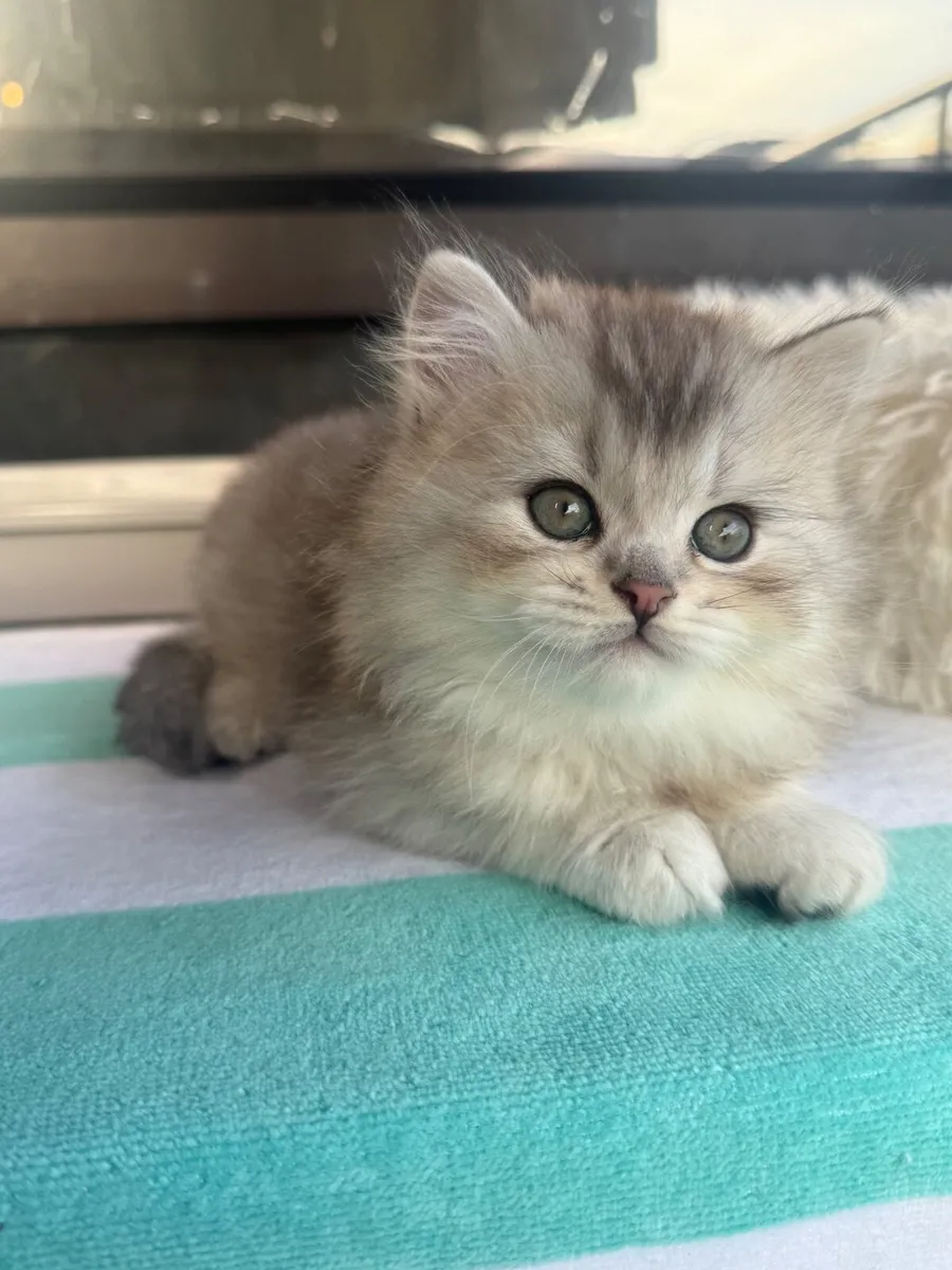 Long-haired silver tabby cat - Image 2