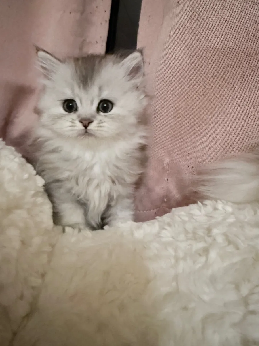 Long-haired silver tabby cat - Image 3