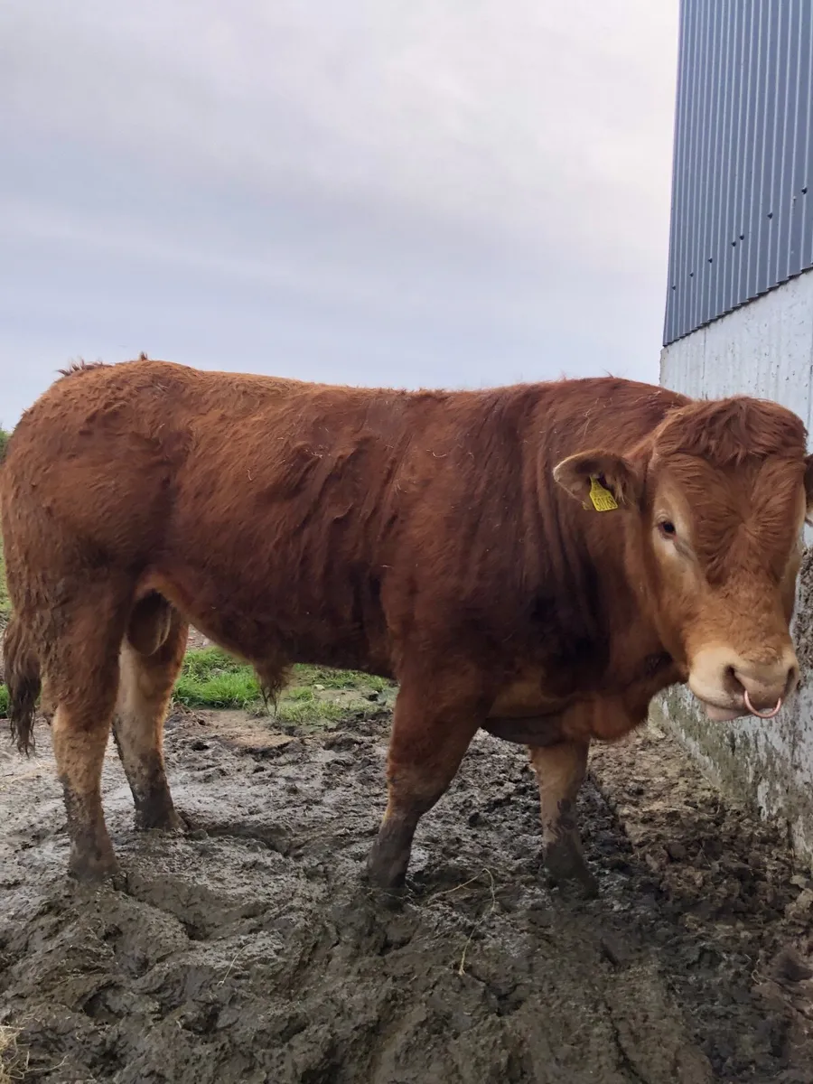 Limousin Bull - Image 3