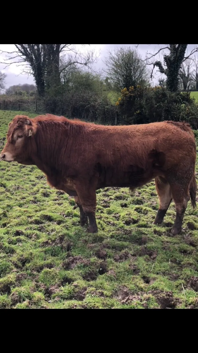 Limousin Bull - Image 2