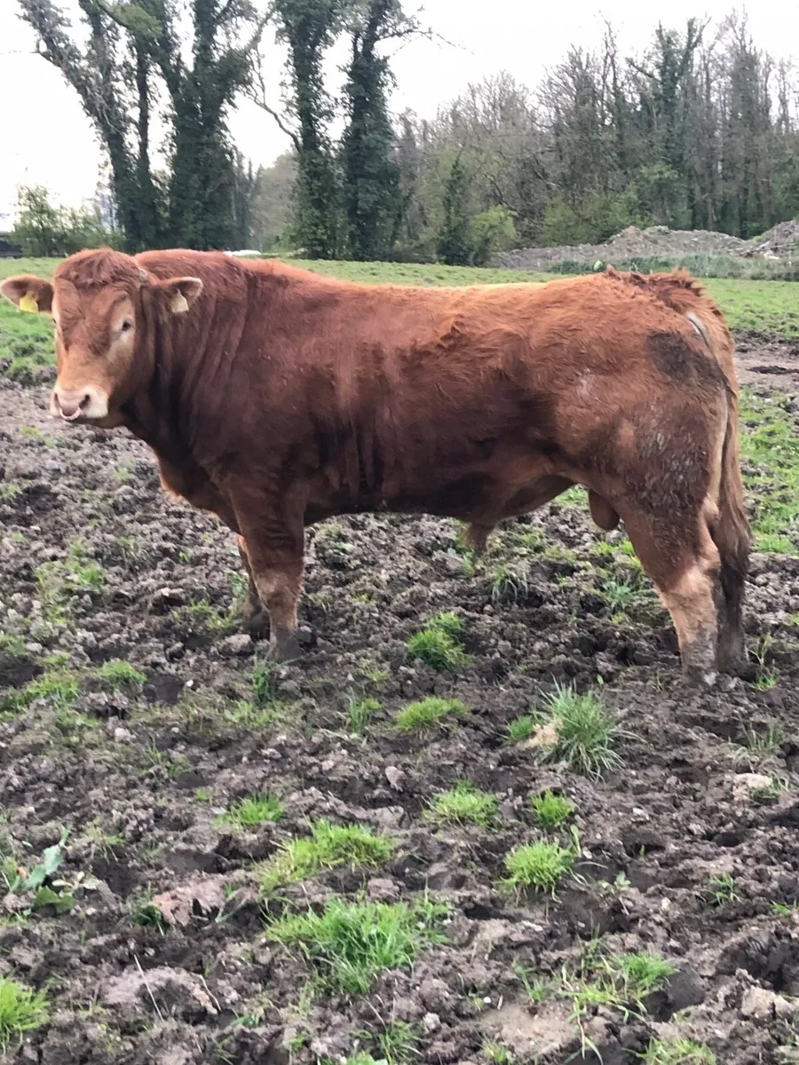 Limousin Bull - Image 4
