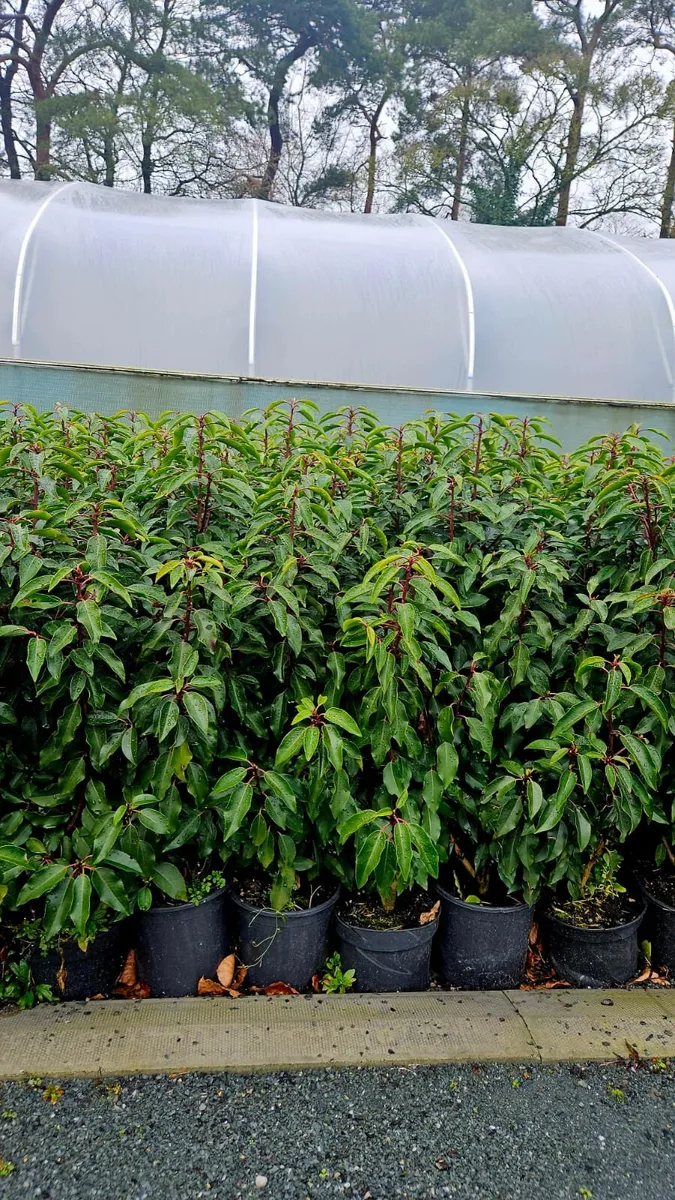 Portuguese Laurel Hedging 3ltr pots 40-60cm - Image 3