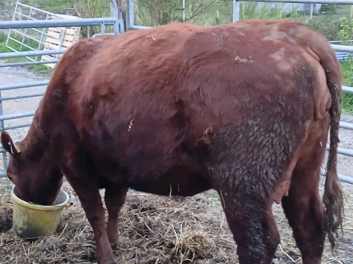 3 Heifers in calf - Image 2