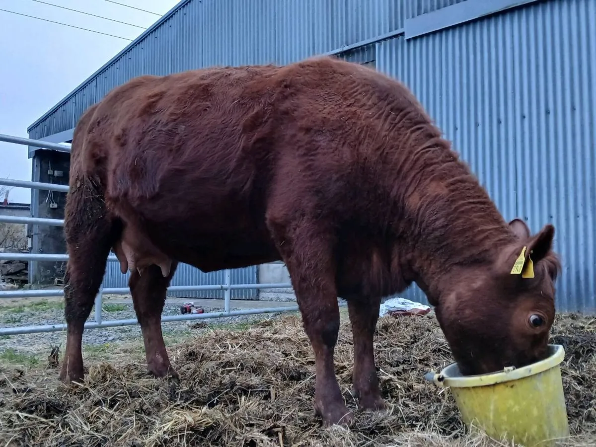 3 Heifers in calf - Image 3