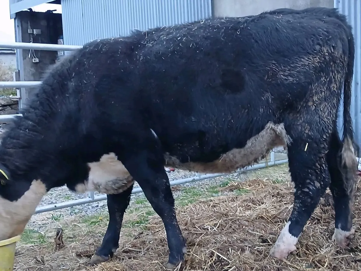 3 Heifers in calf - Image 4