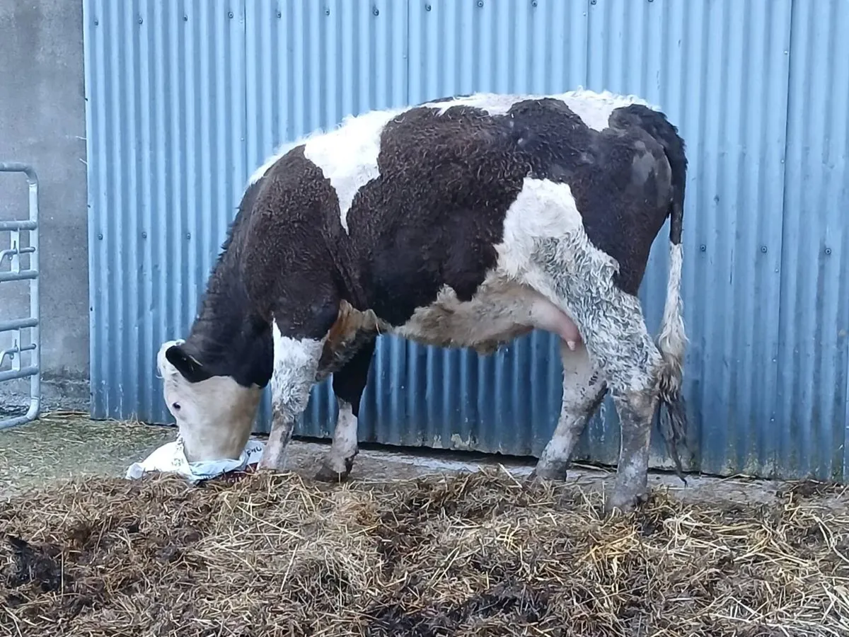 3 Heifers in calf - Image 1