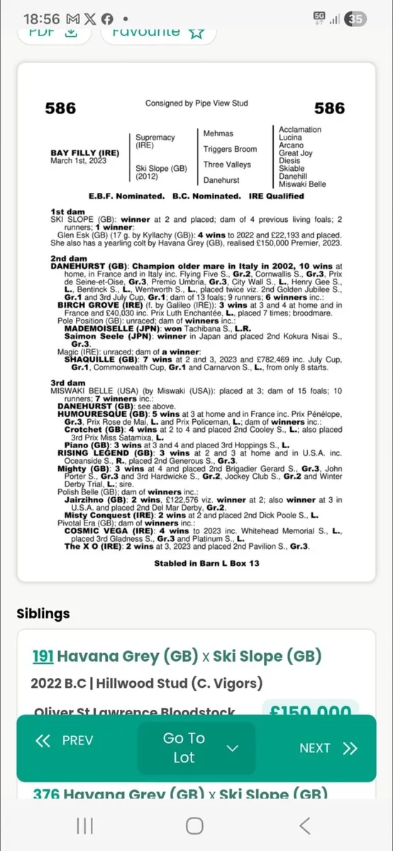 Thoroughbred filly - Image 2