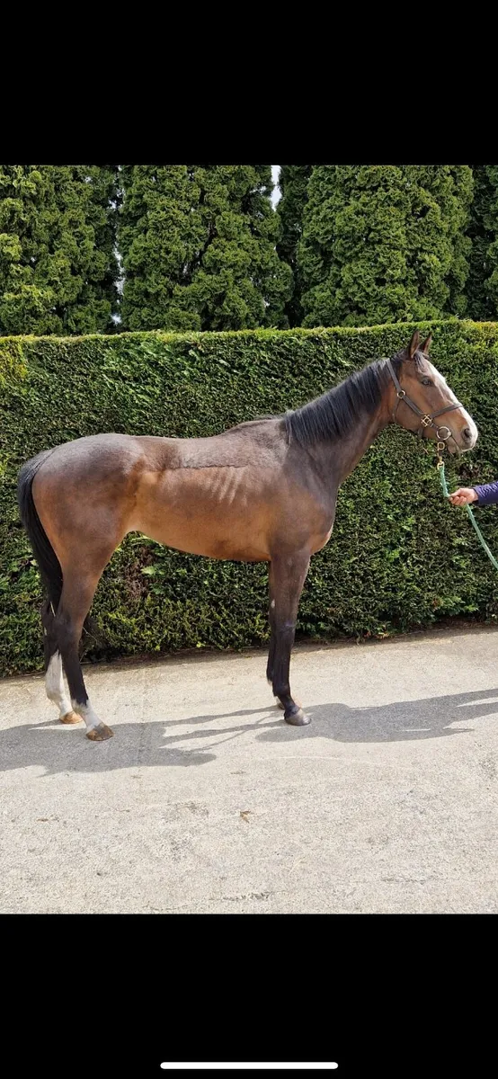 Thoroughbred filly - Image 1