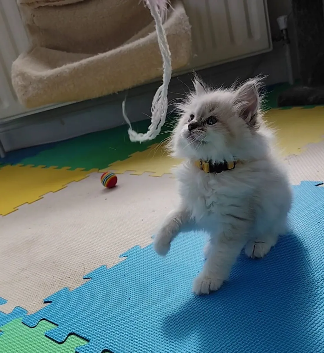 Gorgeous pedigree ragdoll kittens - Image 4