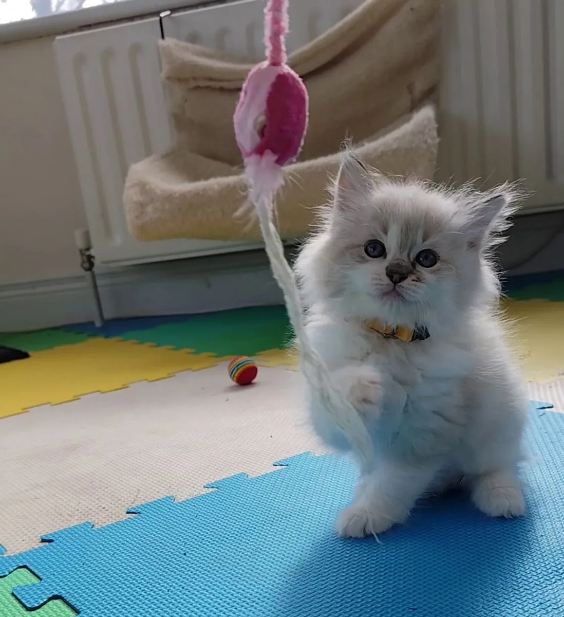 Gorgeous pedigree ragdoll kittens - Image 1