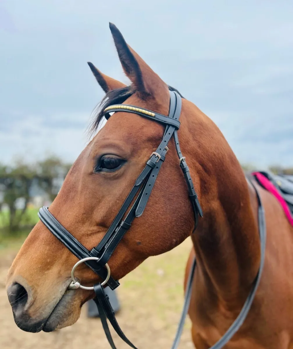 Beautiful Bay Mare - Image 1