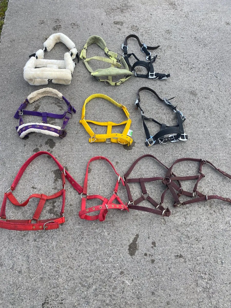 Horse and pony equipment - Image 2