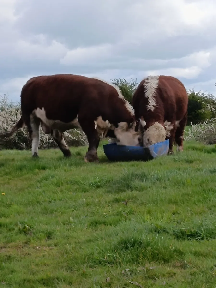 Hereford bulls - Image 1